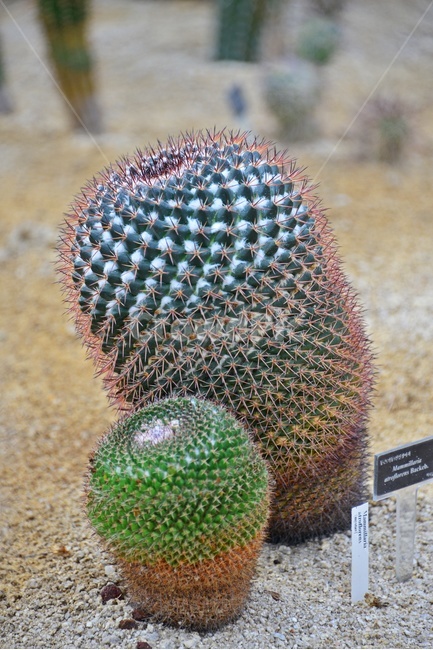 plant,식물,cactus,선인장,다육,다육이,관상다육,관상식물,다육식물,식물,자연,plants,nature