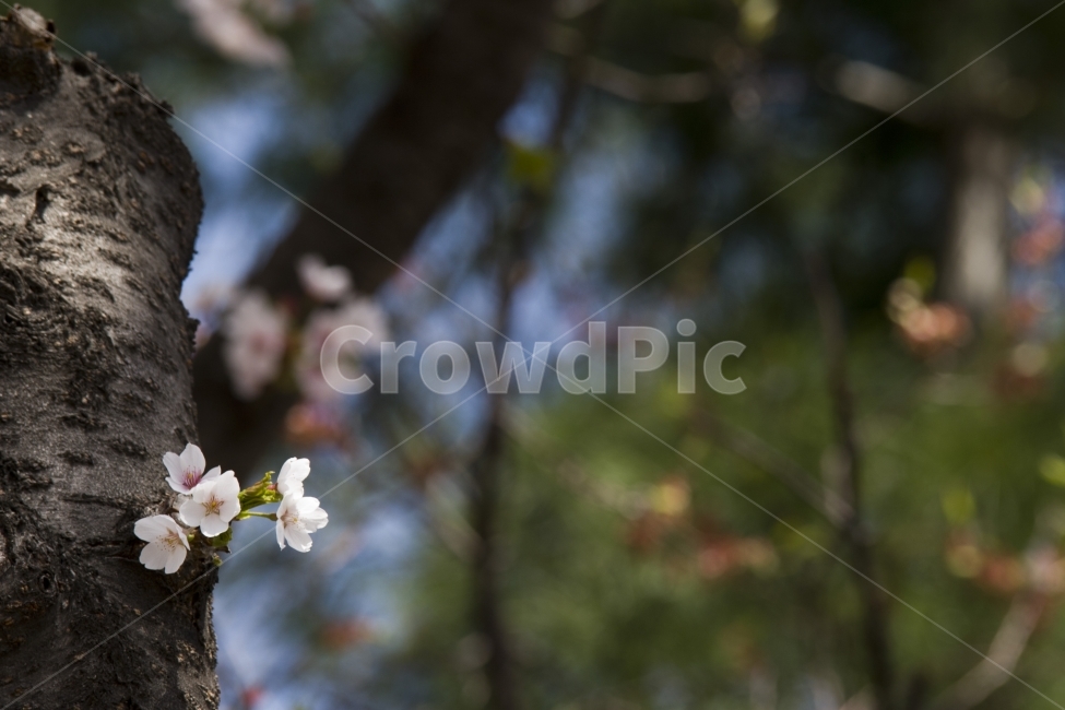 벚꽃,봄,사월,자연풍경,자연,풍경,식물,봄,계절,spring,season,식물,자연,plants,nature,꽃,flower,plant