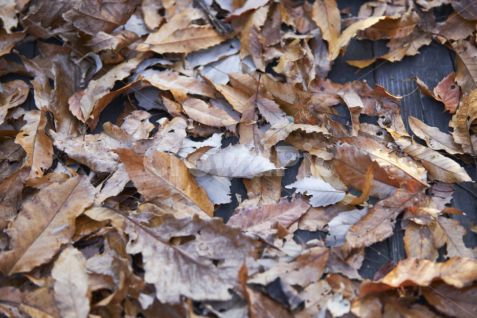 낙엽,늦가을,나뭇잎,나무,tree,잎,leaf,식물,plant,가을,계절,fall,autumn,season