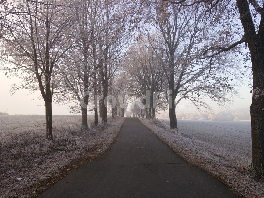 nature,자연,outdoors,옥외,ice,얼음,snow,눈,가로수,나무,겨울,겨울풍경,겨울나무,겨울,계절,winter,season,나무,trees,wood