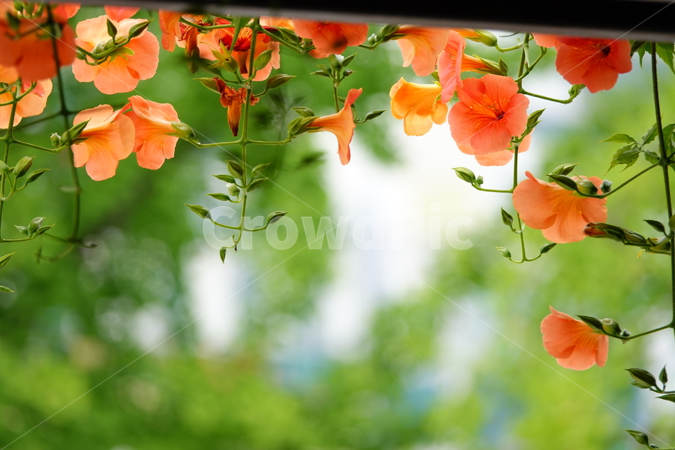 plant,식물,leaf,잎,flower,꽃,능소화,공원,여름,식물,자연,plants,nature,꽃,flower