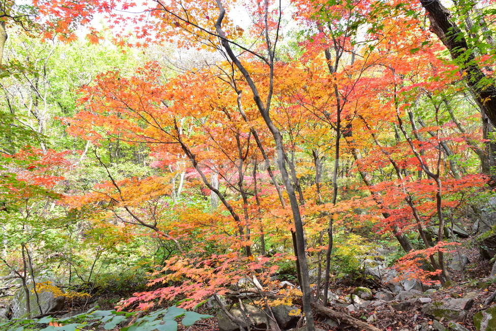 가을,단풍,자연,풍경,북한산,잎,단풍잎,붉은,나무,계절,계곡,숲,힐링,plant,fall,autumn,season,forestnature,landscape,한국자연풍경,한국자연경관,korea,tree,maple,leaf,가을,계절,fall,autumn,season,자연,풍경,nature,landscape,식물,plants,나무,trees,wood
