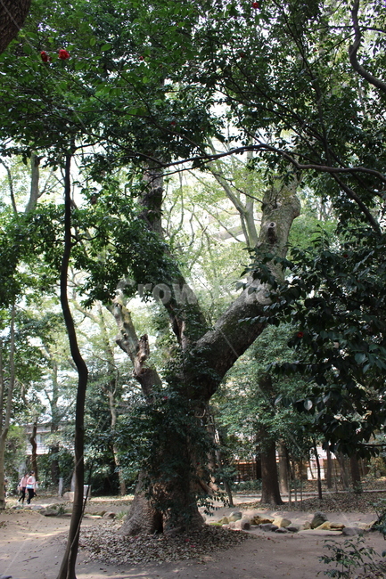 나무,풍경,오래된,숲,일본,자연,풍경,nature,landscape,garden,정원,outdoors,옥외,arbour,정자