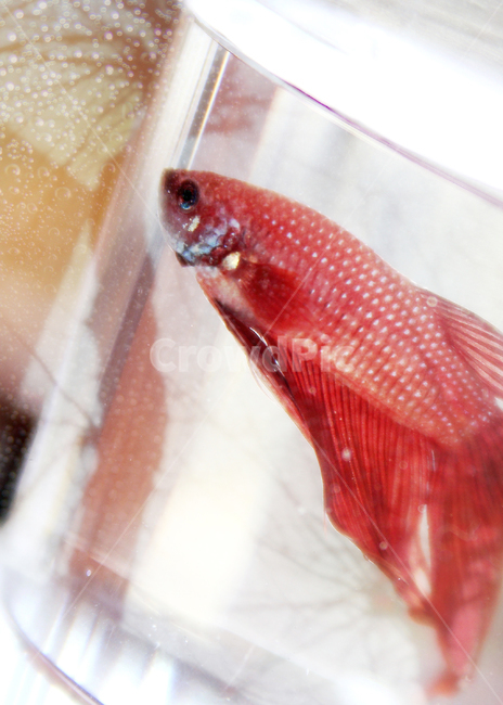 물고기,열대어,베타,레드,동물,animal,어류,fish,감성,감성사진