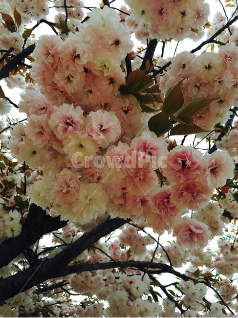 벚꽃,식물,봄,꽃,블라썸,blossom,봄,계절,spring,season,plant,cherry blossom,flower