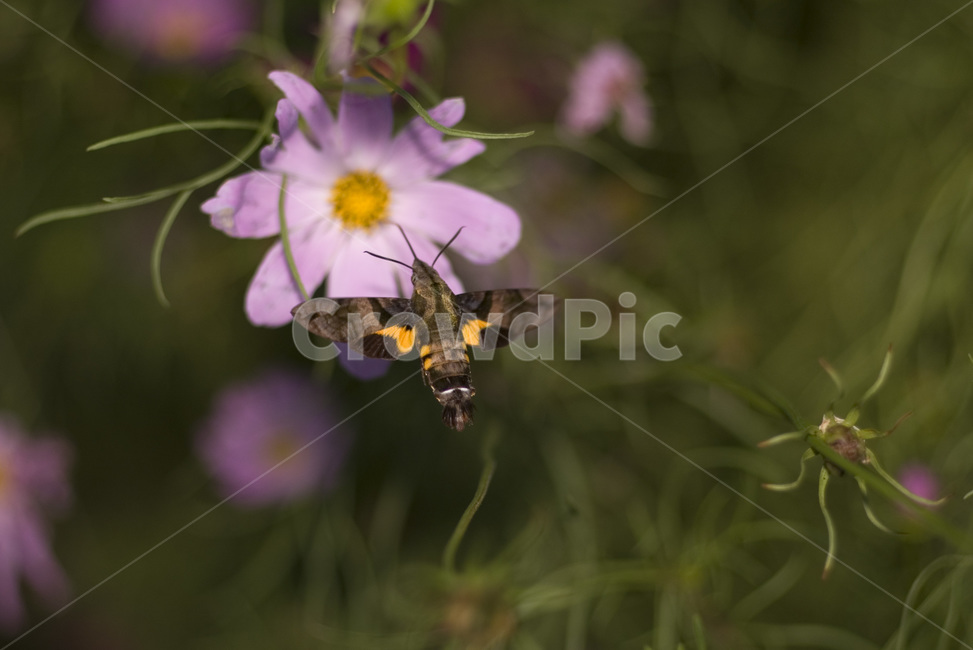 코스모스,박각시,hawkmoth,cosmos,plant,식물,곤충,insect