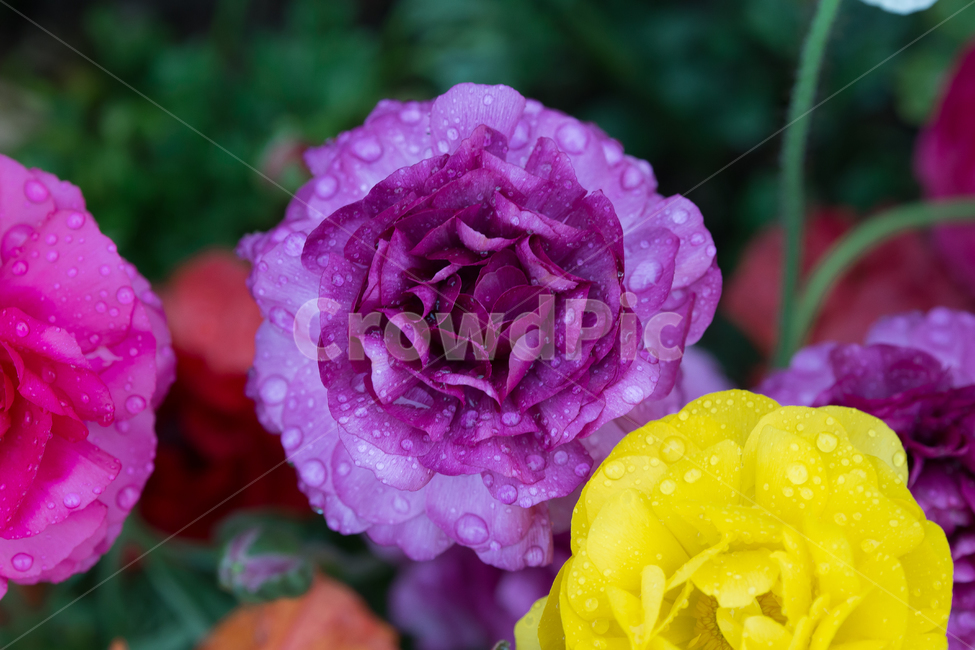 봄,아침이슬,빛방울,보라색,보라색꽃,노란꽃,식물,자연,plants,nature,꽃,flower