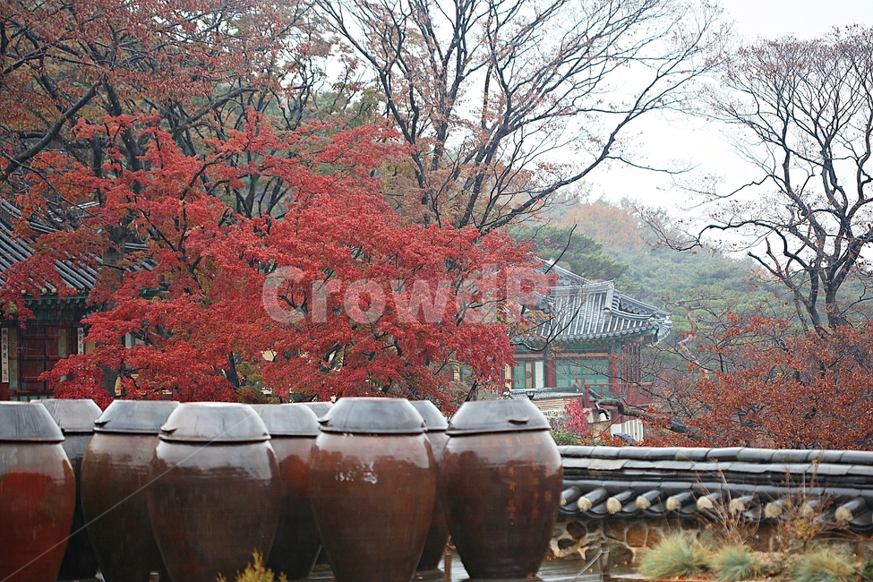 항아리,단지,옹기,단풍,낙엽,가을,자연,풍경,식물,뚜껑,항아리뚜껑,가을,계절,fall,autumn,season,한국전통,한국문화,korean traditional,korean culture