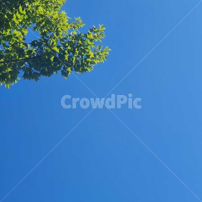 tree,나무,plant,식물,하늘,sky,bluesky