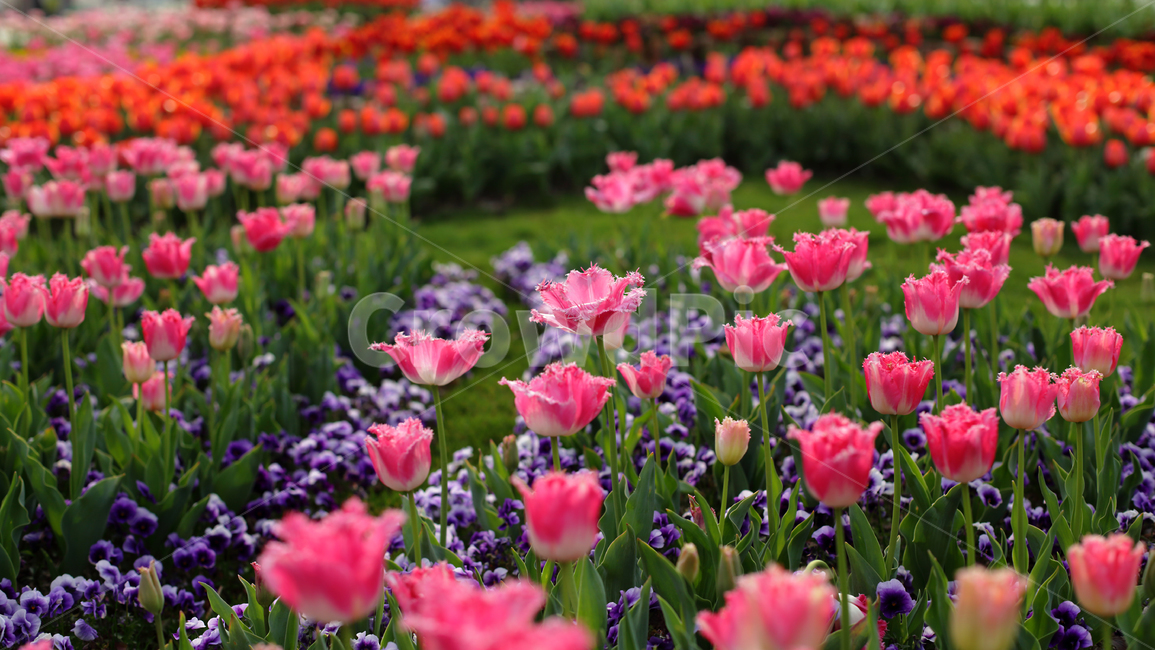 plant,튤립,꽃,식물,봄,주황,식물,자연,plants,nature,꽃,flower