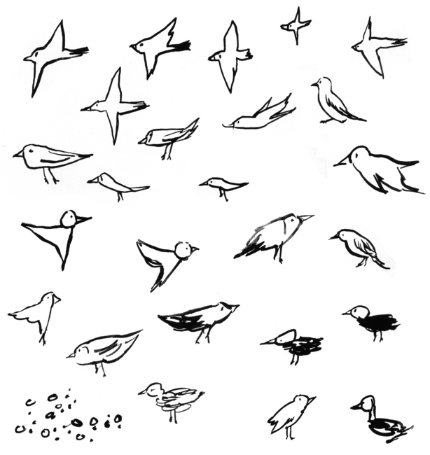 handpainting,drawing,handdrawing,손그림,black,새,bird