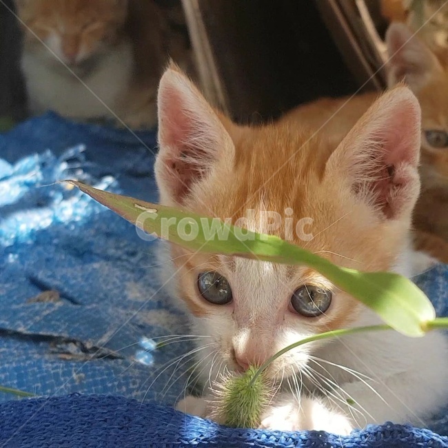 고양이,발바닥,강아지풀,새끼고양이,집중