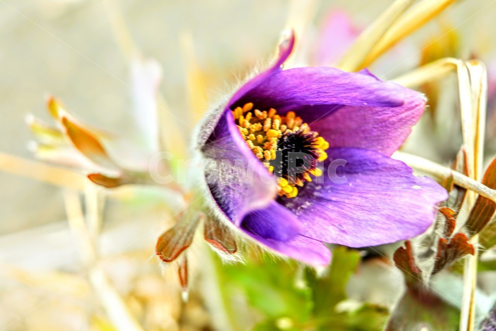 할미꽃,노랑,동강,연분홍,정선,식물,자연,plants,nature,꽃,flower