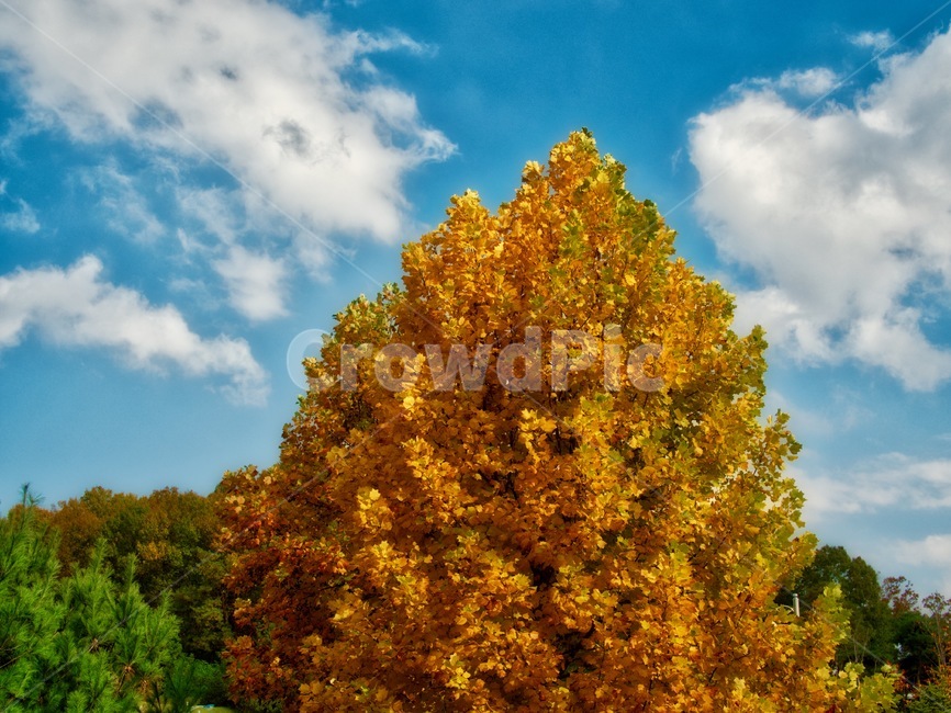 단풍잎,단풍나무,가을,단풍,나무,자연,숲,가을숲,한국,배경,mapleleaf,mapletree,autumn,maple,tree,nature,forest,autumnforest,korea,background,노랑,하늘,구름,가을,계절,fall,autumn,season,자연,풍경,nature,landscape,plant,식물