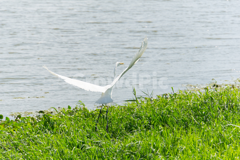 조류,탐조,새,텃새,철새,bird,동물,animal,조류,새,birds