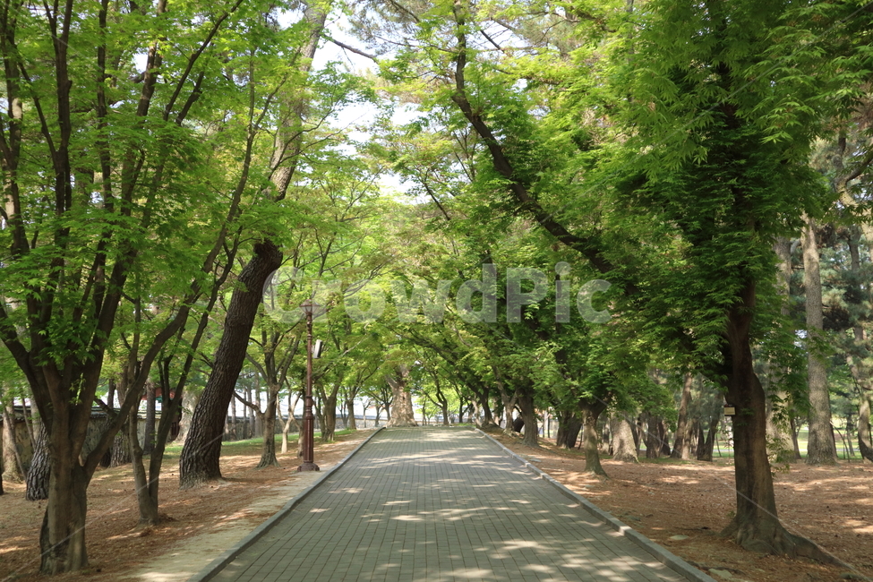 나무,숲,잔디,공원,풍경,울창,여름,햇빛,청량,tree,forest,sunny,park,summer,landscape