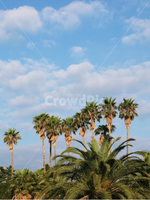 제주,제주도,야자수,야자,하늘,구름,풍경,한국풍경,자연,자연,풍경,nature,landscape,제주도,jeju,jeju island,꽃,flower,나무,trees,wood,summer,여름,palm tree,arecaceae,Arecaceae,tree,plant,식물