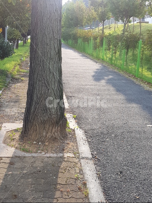 풍경,treetrunk,나무줄기,tree,나무,plant,식물,나무,trees,wood