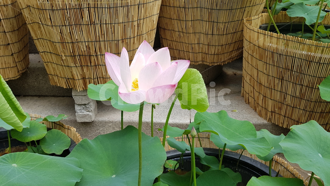 수련,연꽃,수수함,연닢,단아함