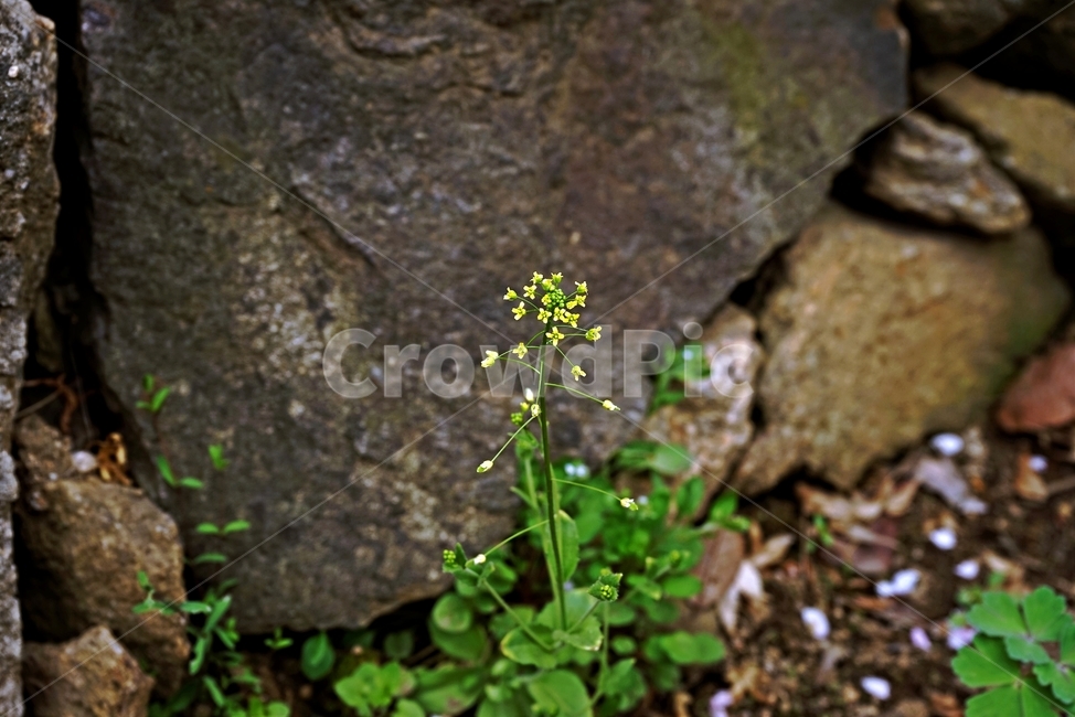 꽃다지,봄,노랑,whitlowgrass,자연,식물,식물,자연,plants,nature,꽃,flower