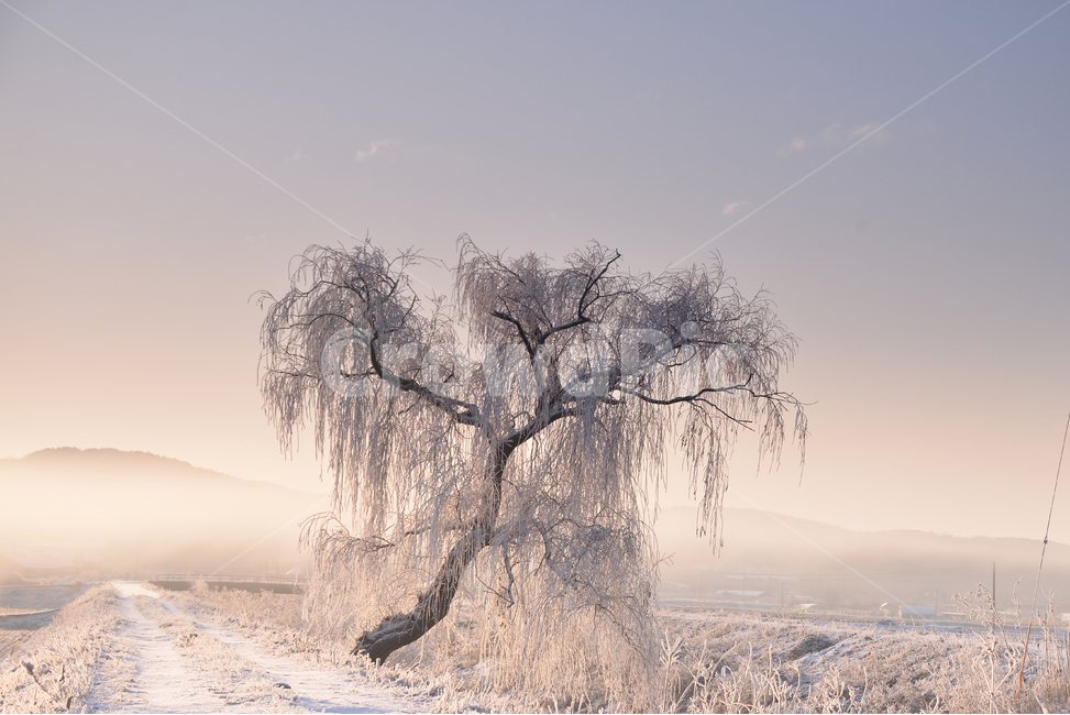 tree,나무,plant,식물,nature,자연,겨울풍경,겨울,눈,눈쌓인풍경,나홀로나무,외톨이나무