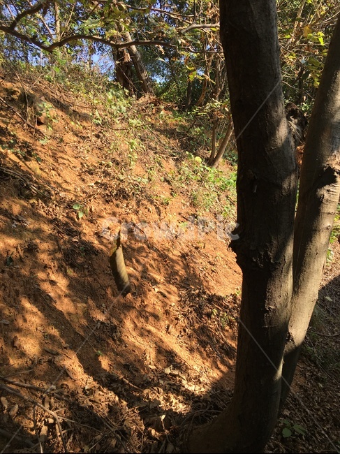 ground,바닥,tree,나무,plant,식물,나무,trees,wood