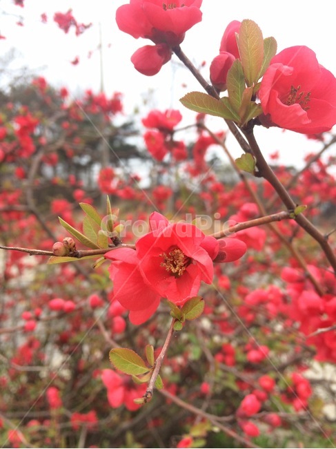 자연,식물,꽃,flower,nature