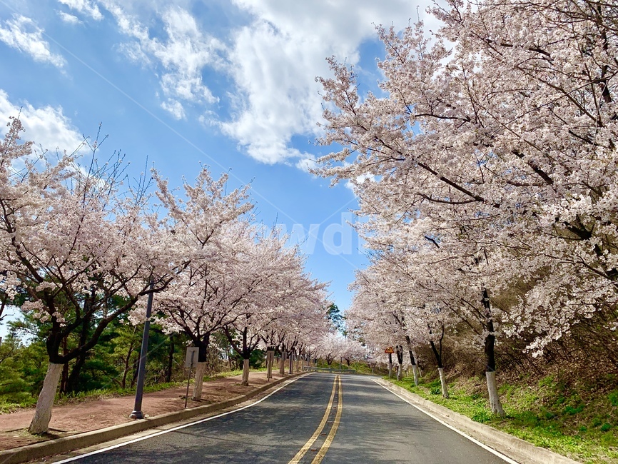 봄,벚꽃,벚꽃길,꽃,꽃길,하늘,파란하늘,spring,flower,cherryblossom,plant,blossom,식물