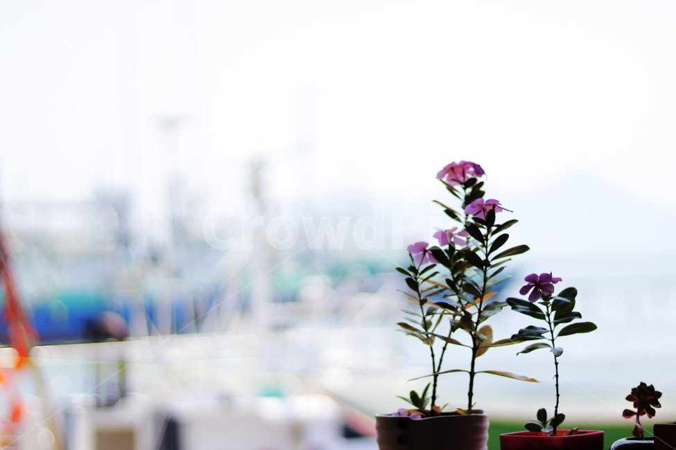 꽃,화분,여름,flower,flowerpot