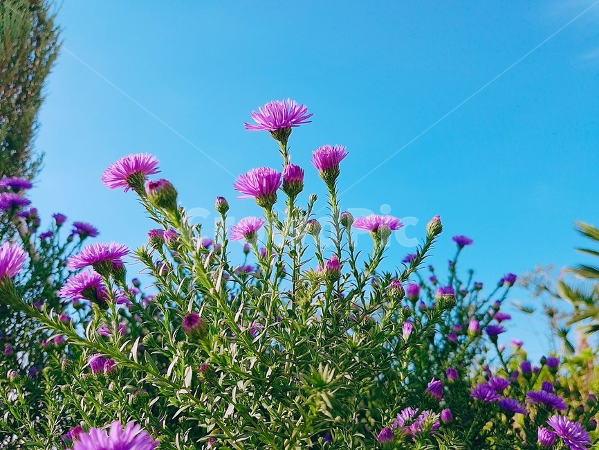 꽃,봄,식물,flower,자연