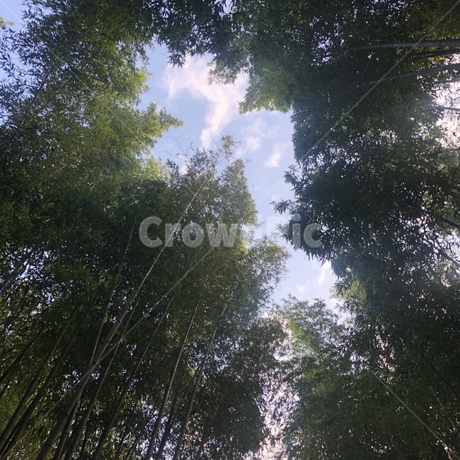 대나무,하늘,구름,나무들,숲사이,숲,tree,cloud,sky,bamboo,자연,풍경,nature,landscape,vegetation,초목,plant,식물,나무,outdoors,옥외,forest,land,땅,woodland,삼림지,flare,플레어,light,빛,grove,작은 숲