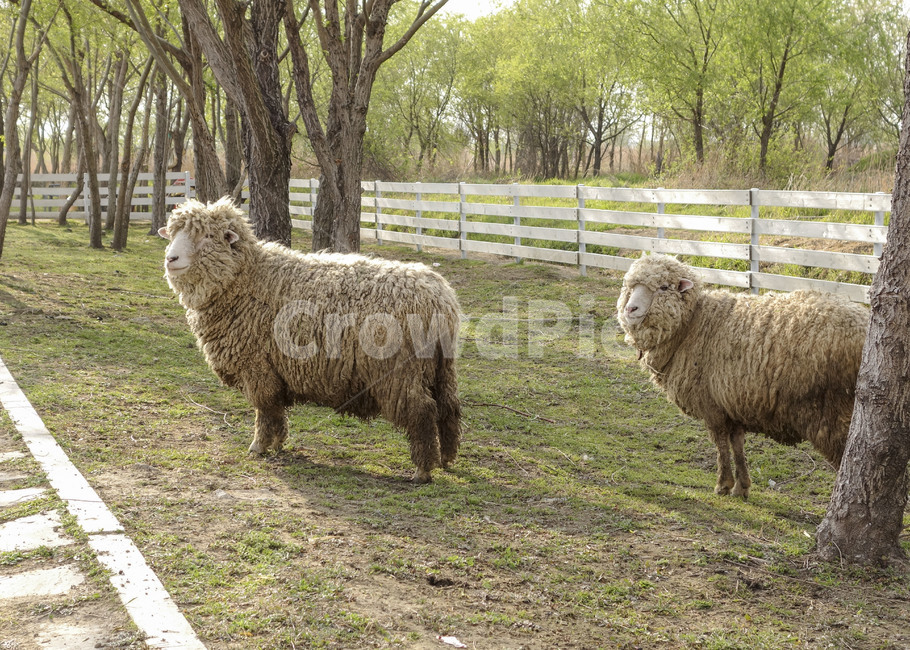 양,sheep,양털,공원,울타리,방목,나무,초목의,휴식,한가로운,편안한,가축,양털깎기,자연,동물,animal,포유류,mammal