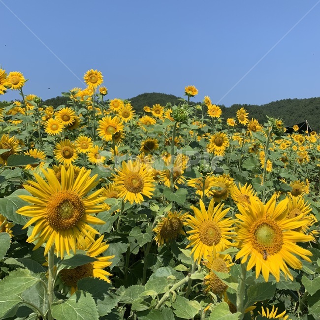 해바라기,감성,배경,꽃,자연,식물,자연,plants,nature,꽃,flower