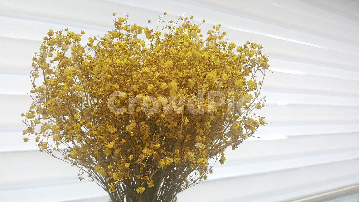 plant,식물,blossom,flower,꽃,드라이플라워,안개꽃,babysbreath,dryflower