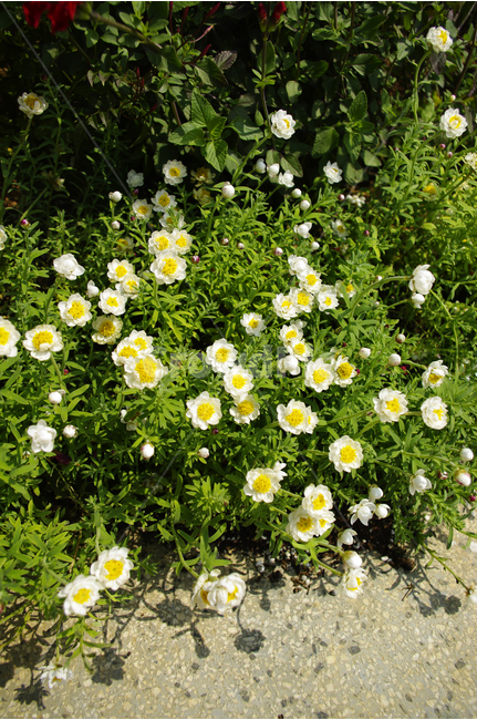 식물,flower,plants,nature,꽃,꽃봉오리,꽃밭,color,식물,자연,plants,nature,꽃,flower