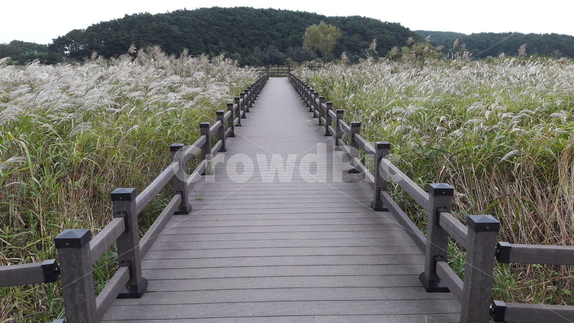 bridge,다리,boardwalk,산책로,railing,난간,handrail,banister,양양,남대천,생태공원,억새