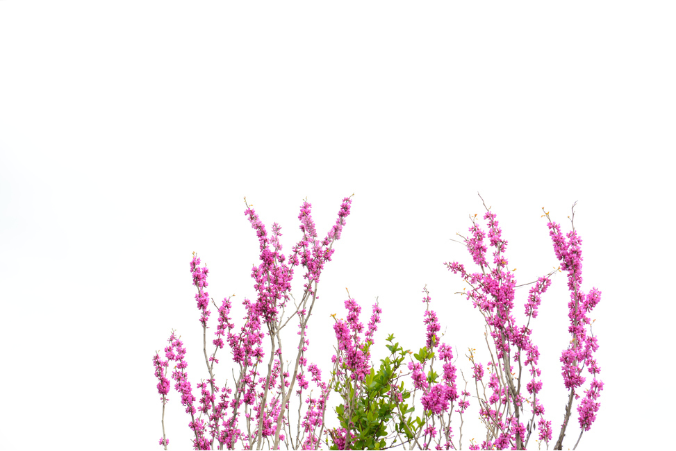 봄,박태기꽃,봄이미지,식물,봄꽃,분홍꽃,봄,계절,spring,season,식물,자연,plants,nature,꽃,flower,누끼,remove background,plant,blossom