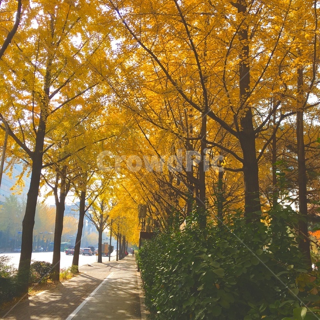 은행,나무,노랑,낙엽,가을,길,가로수,가을,계절,fall,autumn,season,tree,plant,식물,tree trunk,나무 줄기