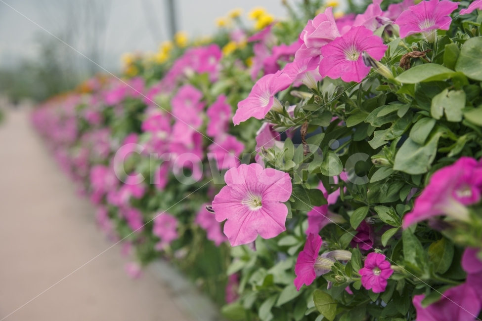 꽃,꽃길,분홍,핑크,그린,여름,식물,자연,plants,nature,꽃,flower