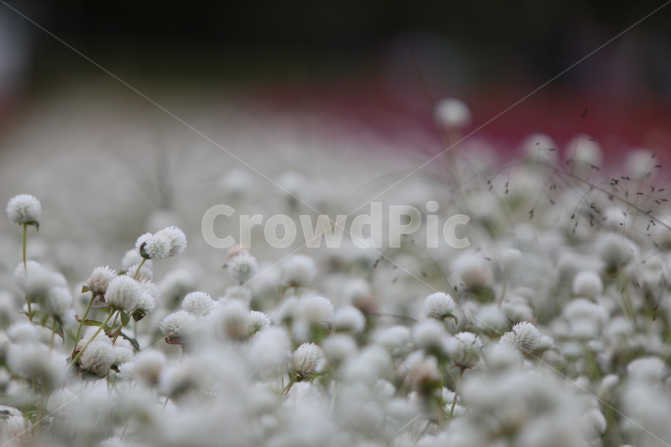꽃,하얀색,가을꽃,야생화,꽃무리,식물,자연,plants,nature,꽃,flower