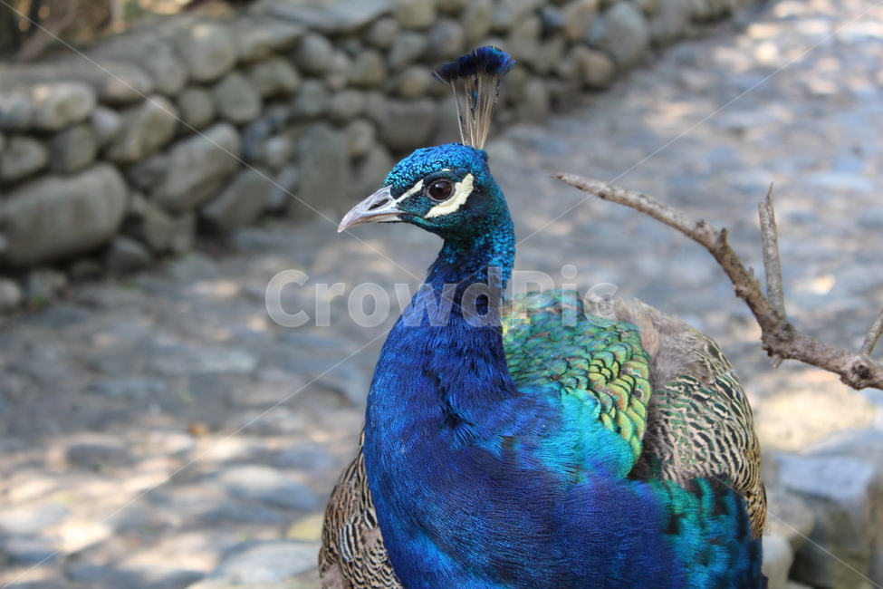 peacock,peahen,공작,animal,동물,bird,새,zoo,동물원,파란색,blue,조류