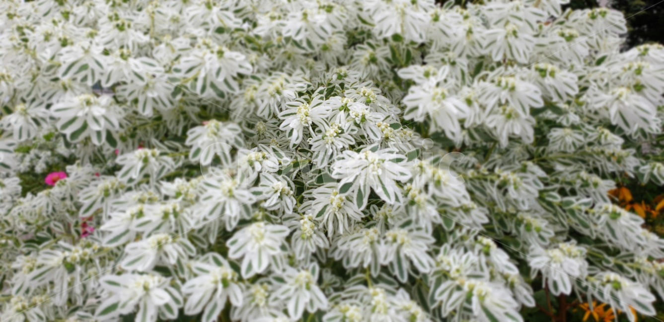 plant,식물,설악초,초록식물,야생화,조경,식물,자연,plants,nature