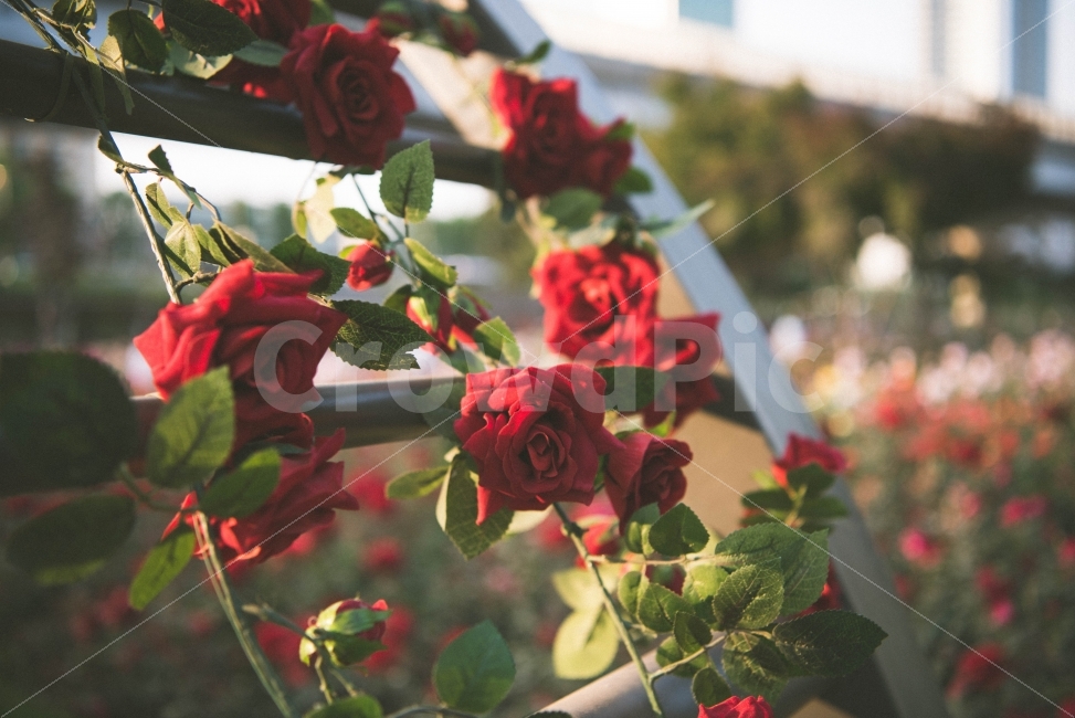 장미,사랑고백,장미축제에서,빨강,아름다움,식물,자연,plants,nature,꽃,flower,감성,sensible,feeling
