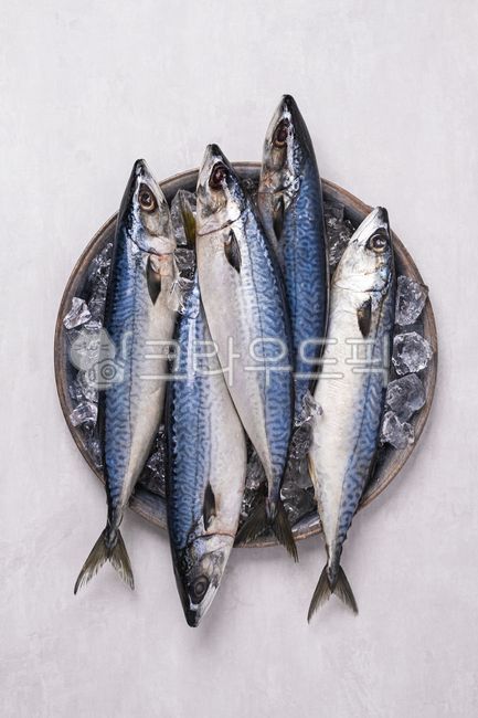 고등어,식재료,신선식품,식품,수산물,어류,생선,음식,음식,식재료,요리,food,cook,meal,dishes,food reserves