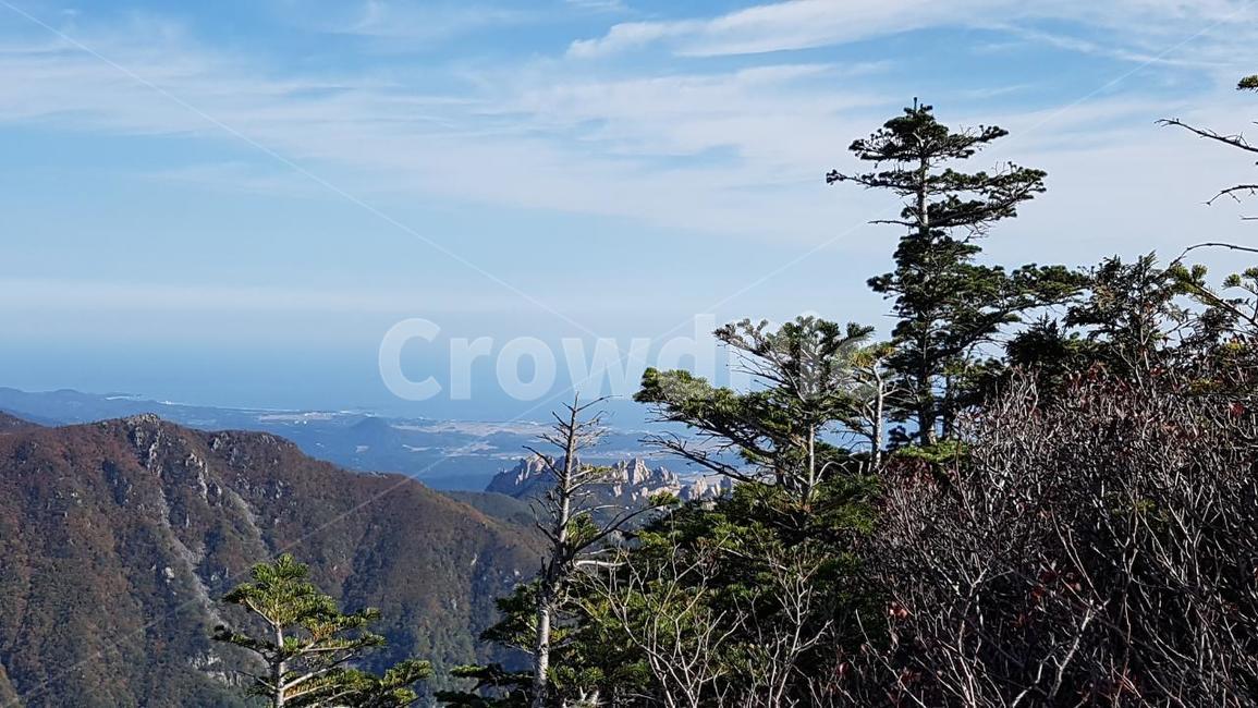 설악산,마등령,황철봉,동해,주목,저항령,가을,계절,fall,autumn,season,자연,풍경,nature,landscape,한국자연풍경,한국자연경관,korea nature landscape,plant,식물,tree,나무,abies,아비,fir,전나무