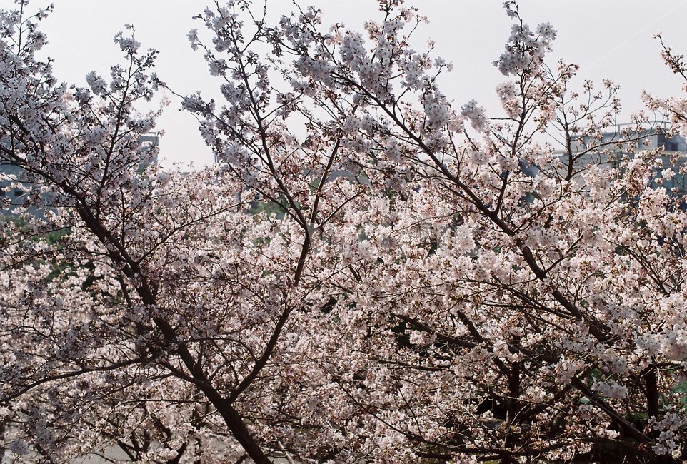 벚꽃,봄,꽃,계절,spring,감성사진,필름사진