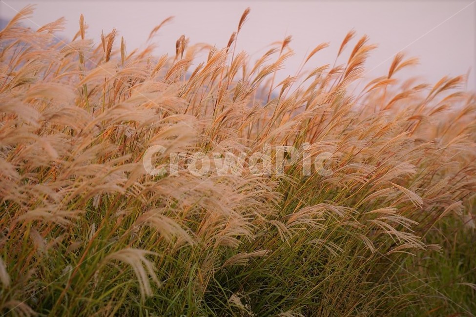 가을,억새,식물,자연,감성,서정,fall,바람,풍경,nature,autumn,계절,season,가을,계절,fall,autumn,season,식물,자연,plants,nature,grass,잔디,plant