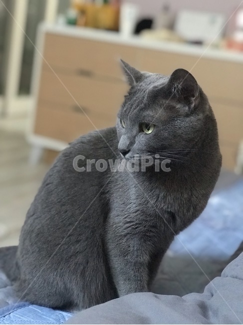 고양이,러시안블루,cat,반려동물,애완동물,동물,animal,포유류,mammal,고양이,cat,kitten,kitty