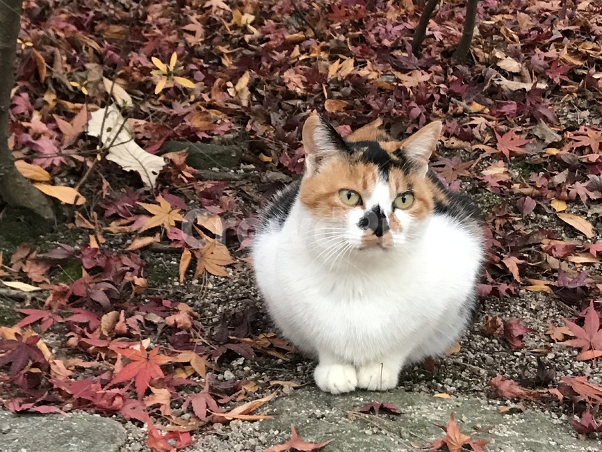 고양이,길고양이,삼색고양이,식빵고양이,가을,낙엽,가을,계절,fall,autumn,season,동물,animal,포유류,mammal,고양이,cat,kitten,kitty,plant,식물,leaf,잎,tree,나무,ground,바닥