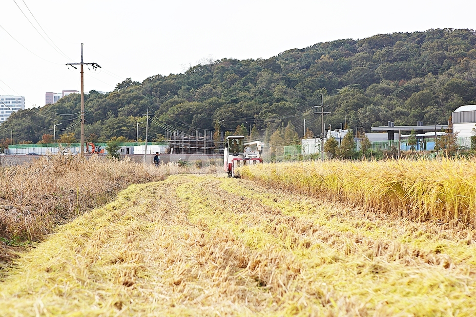 콘바인,농기계,벼타작,추수,수확,결실,벼,쌀,곡식,자연,풍경,식물,음식,식재료,짚,농업,농사,농촌,곡류,곡식,cereals,농업,농사,agriculture,farming,farming industry